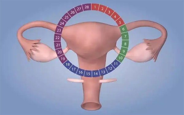 子宫内膜C形是一种正常的生理性变化