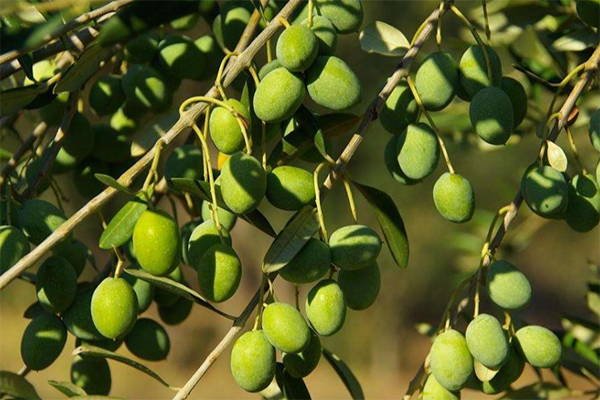 橄榄营养价值高并有多种功效