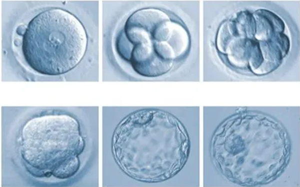 5CA囊胚相当于C级胚胎