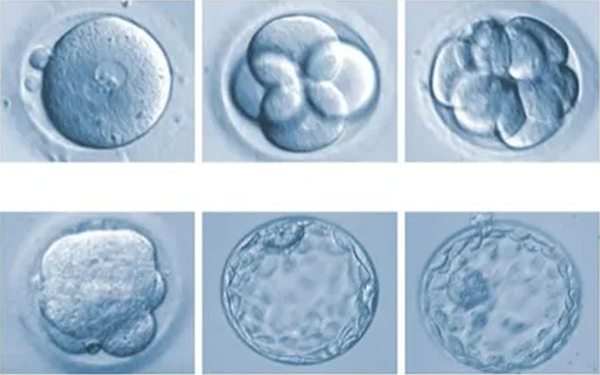 6CA囊胚在囊胚评级中算是比较差的