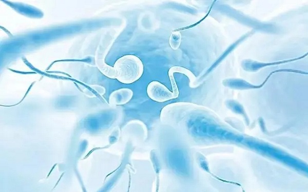 受精卵基因突变于精子质量有关