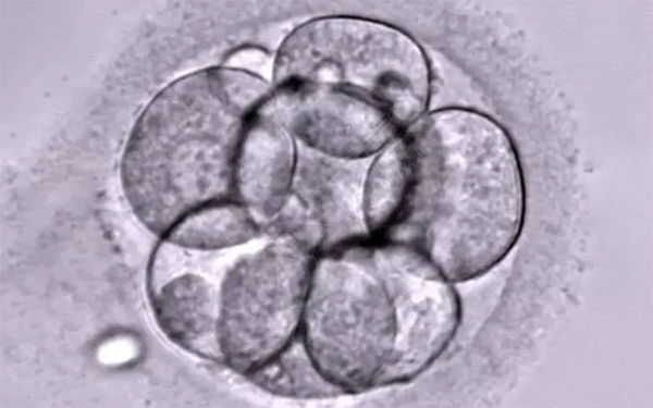 三级10细胞胚胎的质量稍差