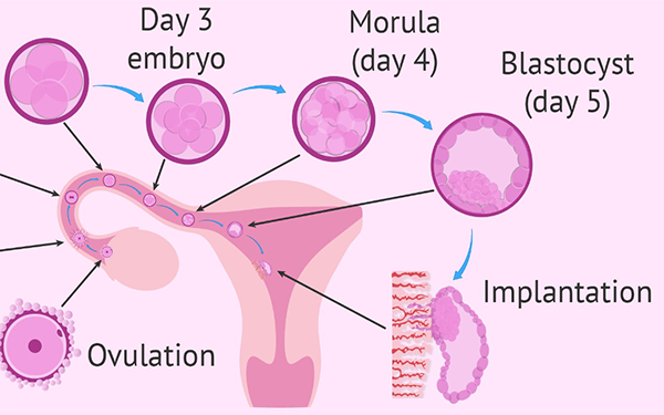 胚胎养囊至第五天和第六天没有太大的差别