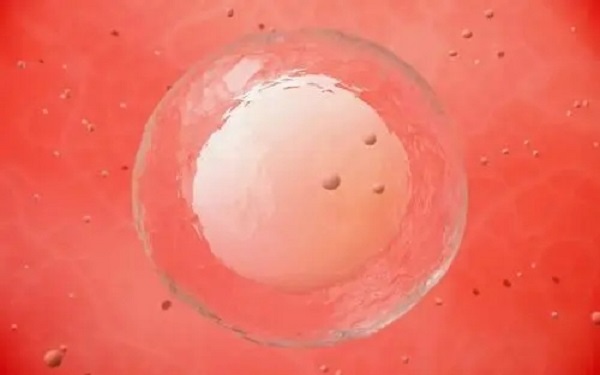 三级胚胎移植成功率不高