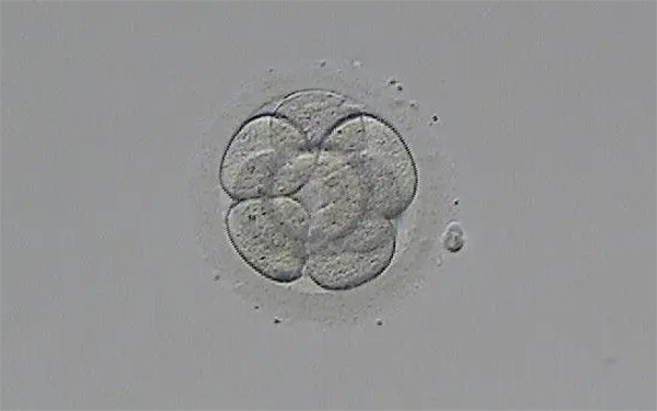 囊胚要比卵裂期的胚胎更好一些