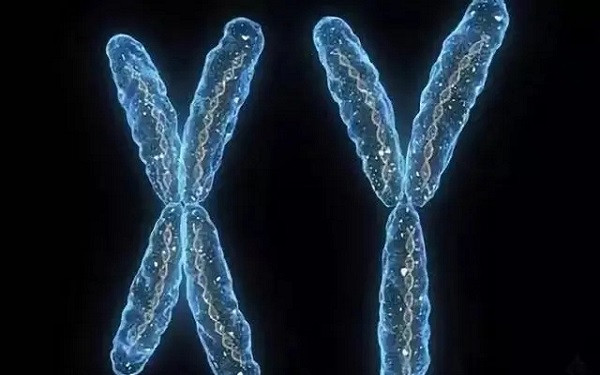 绒毛送检染色体有两种结果
