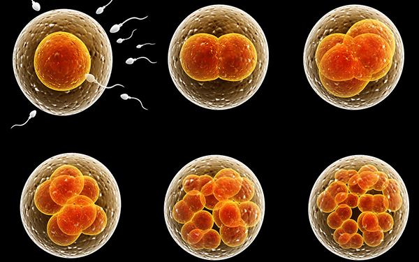 胚胎9c4并不是移植成功率高的优质胚胎