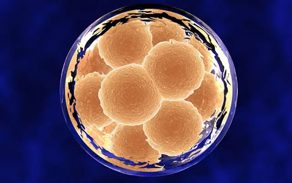 试管胚胎透明带厚的原因主要在卵细胞身上