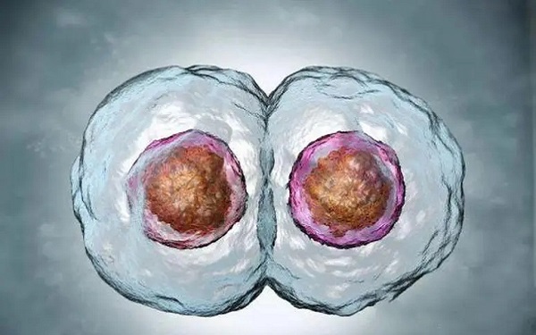 一般移植囊胚成功率比冻胚高