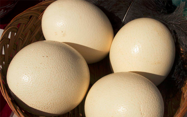 吃鸵鸟蛋对孕妇有增强体质等好处