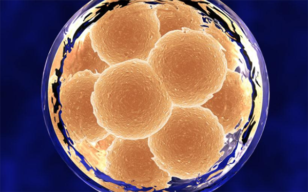 4bb嵌合囊胚是有染色体异常的风险的