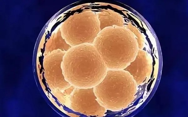 桑葚胚移植第四天胚胎状态