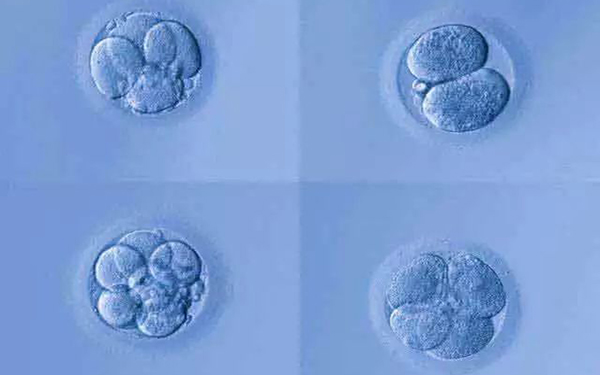 移植前无法鉴定桑葚胚性别
