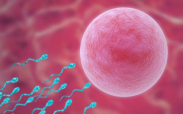 医生用显微镜观察卵子质量判断能否受精