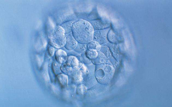 六细胞三级胚胎养囊成功率在30%左右