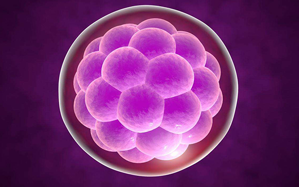 2级8细胞比7细胞胚胎养囊成功率高