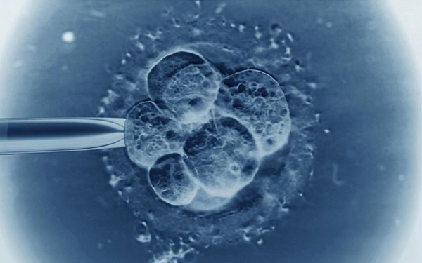 5ab不属于一级囊胚