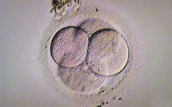 胚胎850代表胚胎碎片率为50%