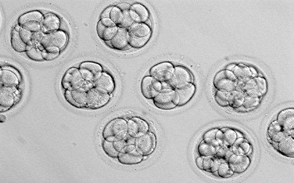 三级八细胞胚胎比六细胞好