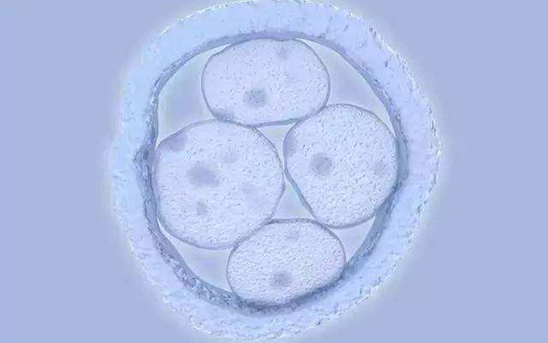 4bc囊胚移植成功率在50%-60%