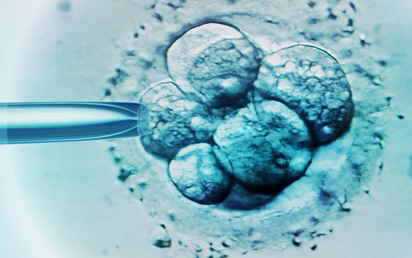 5细胞三的胚胎质量很一般,移植后着床率并不高,大概只有10%