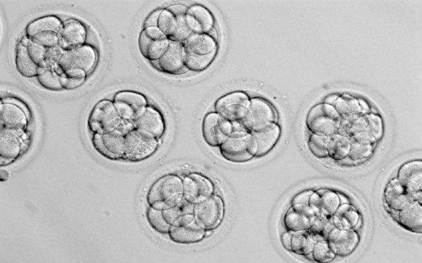 8细胞胚胎比9细胞成功率更高