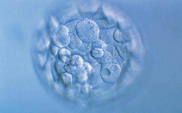 马赛克胚胎是染色体拷贝错误形成的