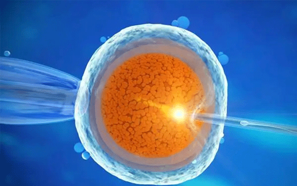 囊胚从透明带溢出还可以移植