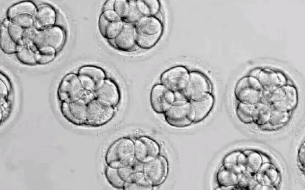 不建议移植6性别二级胚胎不是因为质量差