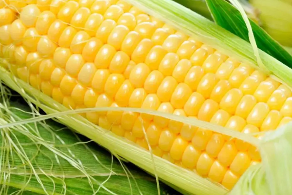 玉米属于平性食物