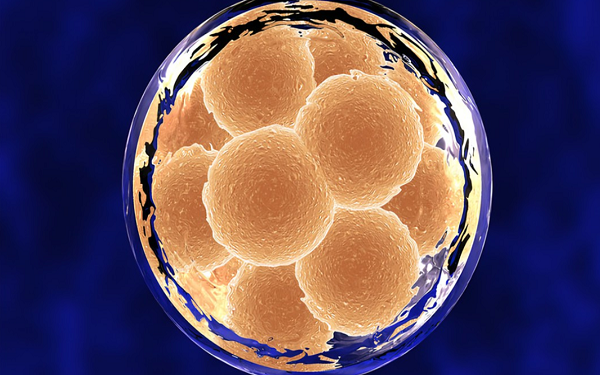 三级胚胎发育为优质囊胚概率极小