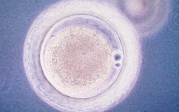 养囊成功的不一定是优质胚胎