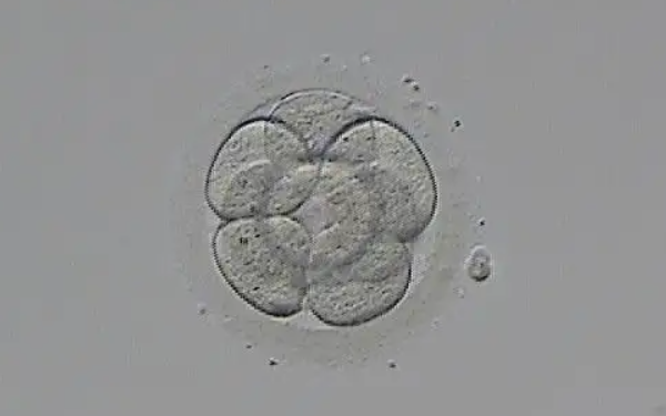 全部养囊不是胚胎质量一般