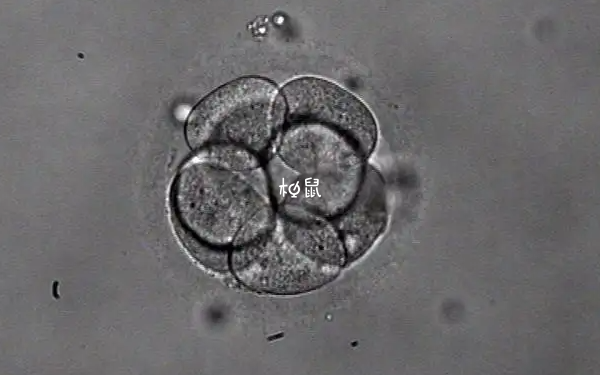 8c1.5是一二级之间的胚胎