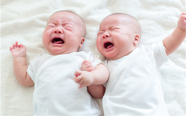 移植两个囊胚怀双胞胎的几率比较大