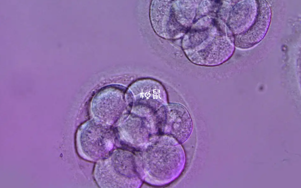 融合胚胎质量比8细胞胚胎好