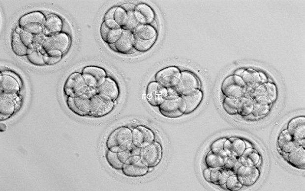 2个6bc囊胚成功率不一定比4bc更高