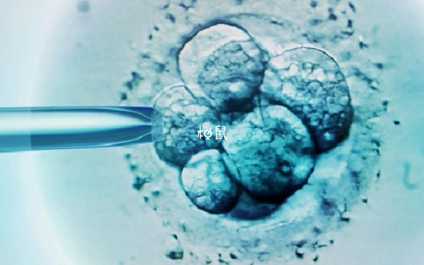 12细胞不是桑椹胚