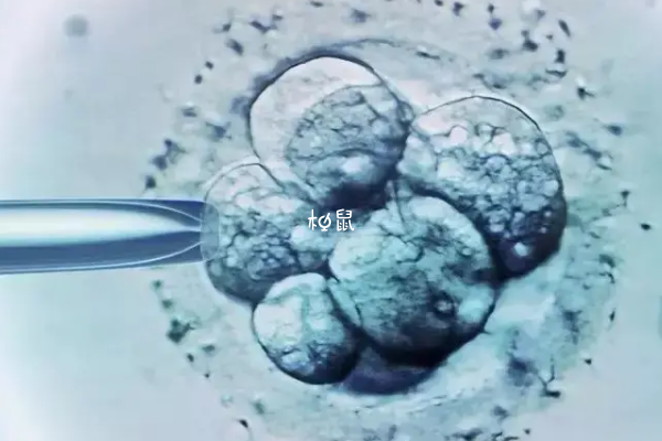 移植两个胚胎成功率更高是因为数量多