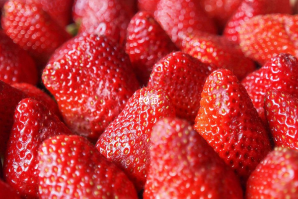草莓不利于胚胎着床