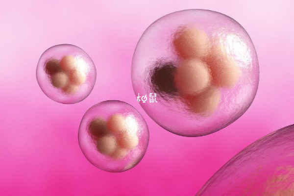 囊胚是胚胎发育而来的