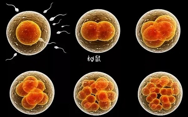 3bc的囊胚不属于最低级别的胚胎