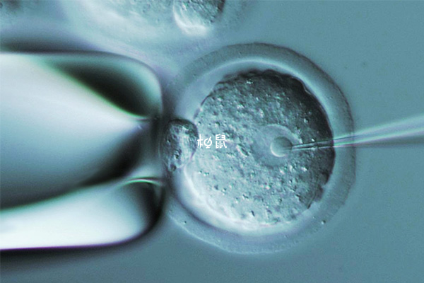胚胎移植第二天会在子宫中游离
