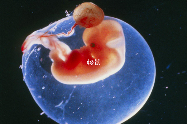 有卵黄囊多数都能有胎芽胎心