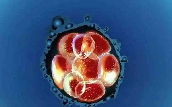 三号染色体嵌合体胚胎可以移植