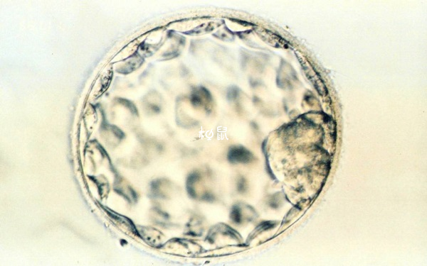 鲜胚养成4aa的囊胚并不少见