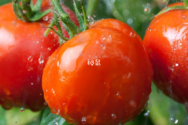 吃番茄可以防辐射
