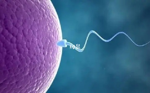 胚胎透明带异常的原因