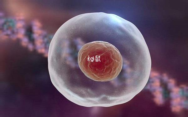 712鲜胚是二级胚胎