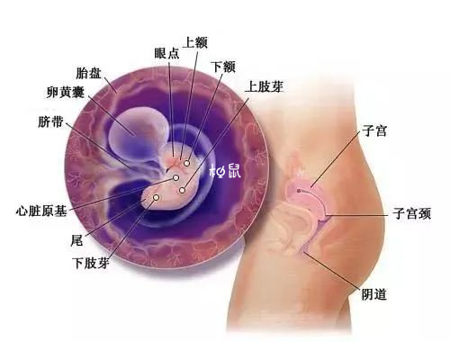 孕6周胎儿图